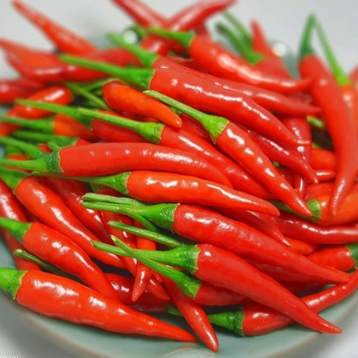 Ớt Chỉ Thiên